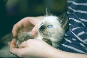 Thai kitten