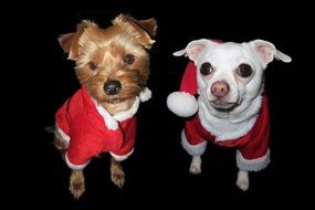 Christmas Dogs