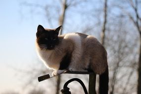 Siamese cat is sitting on a lantern