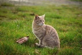 beautiful light cat on the green grass