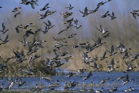 many different ducks above the water