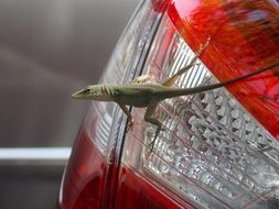 little lizard is sitting on the headlight