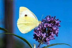small cabbage white ling on the purple flower