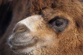muzzle of the dromedary close up