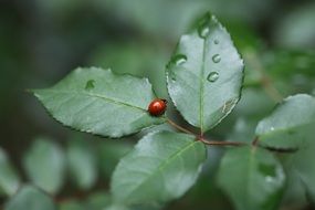 ladybug on a branch with green leaves