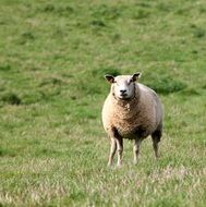 Sheep Mark