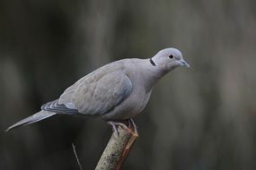 gray dove sits on a branch