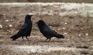 Crows on the farm
