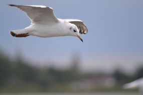 white seagull over water