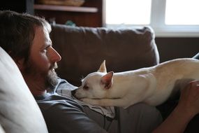portrait of the dog lies on the stomach of a man