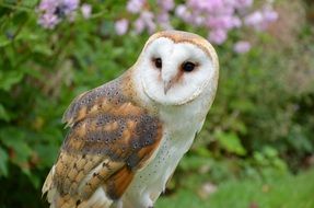 barn owl in the forest