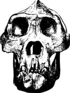 Bone Gorilla skull on black and white sketch