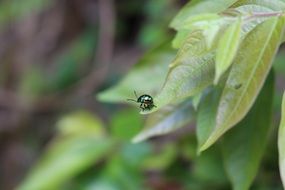 green Bug on Leaf marco
