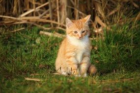 young red cat sitting on the grass