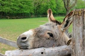 face of a sad donkey close up