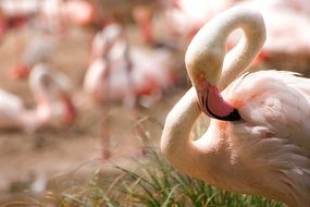 spring plumage of pink flamingo