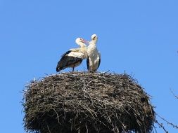 Wild Storks in the nest on a clear sunny day