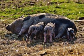 mother pig feed their children