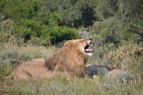 big lion lives in Safari,Africa