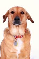 brown dog with a red collar