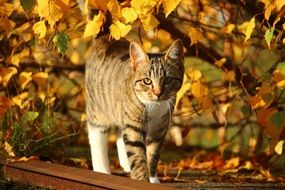 Cat Autumn