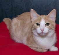 white ginger cat on a red plaid