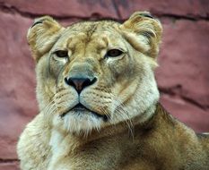 lioness on a background of red stone wall