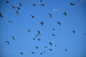 gulls flying against the blue sky