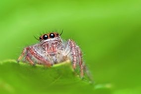 Macro photo of the colorful Jumping Spider on the green leaf