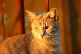 red tom cat in evening lights