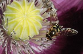 Hoverfly on stamens of purple flower