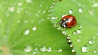 incomparable Ladybug