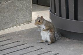 furry squirrel on a city street