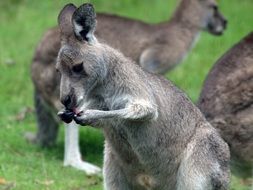 kangaroo in australia, wildlife