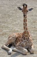 Colorful sweet spotted young giraffe