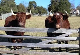 two oxen behind a wooden fence