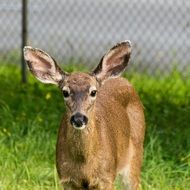 female Deer on fenced lawn