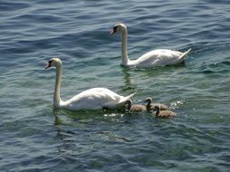 family of swans swimming in the lake