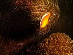 orange Fish at brown coral feef