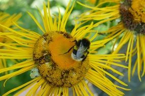 Inula Lamiaceae