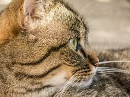 cat world
