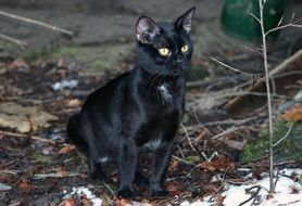 Cute and beautiful black domestic cat sitting on the ground