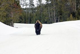 buffalo in wintry forest