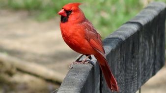 Exotic Red Cardinal bird