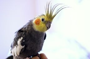 gorgeous Cockatiel Bird