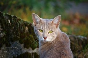 cat with bright green eyes on a background of moss