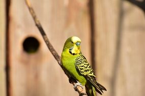 green wavy parrot on a branch against the background of a wooden fence