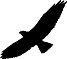 hawk in flight, black silhouette on white background