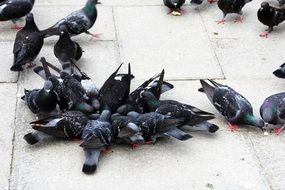 A lot of the pigeons