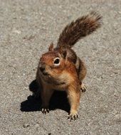 squirrel in the park in Washington